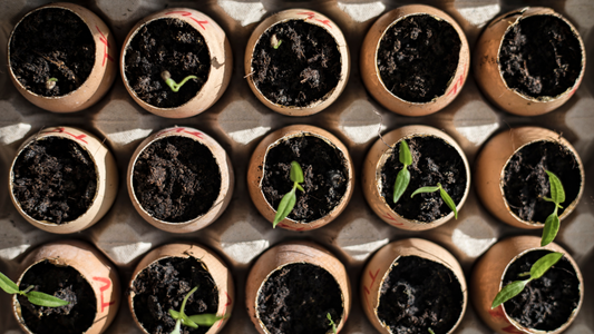 Starting Seedlings in Egg Shells: A Nutrient Boost for Your Garden